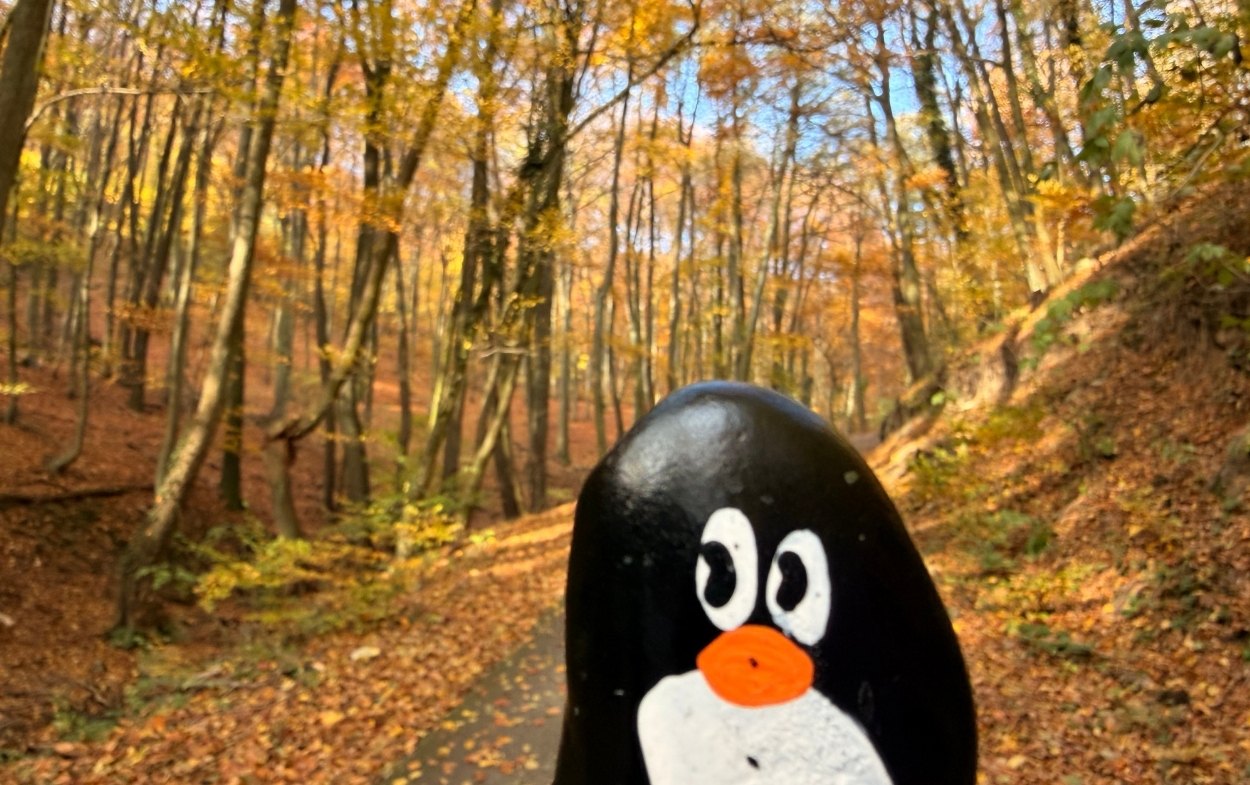 Hand-painted penguin stone #859 hidden at Tree on Trail, The Little Carpathians, Slovakia (photo 1 of 5)