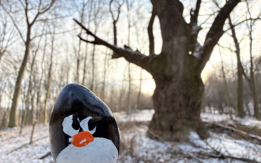 Hand-painted penguin stone #842 hidden at The Dragon Oak, Little Carpathians, Slovakia (photo 1 of 5)