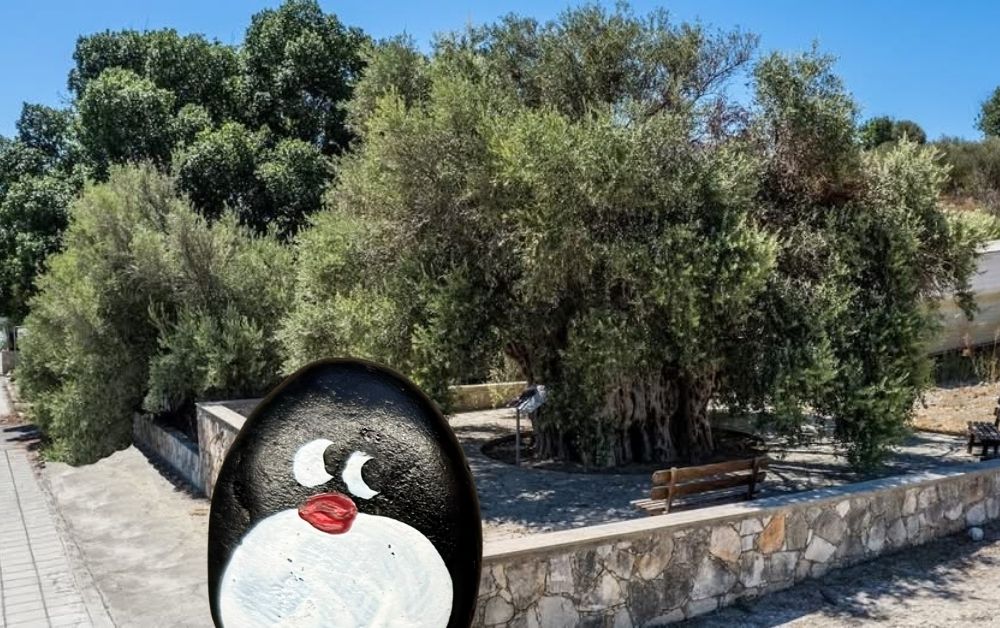 Hand-painted penguin stone #899 hidden at Ancient Olive Tree of Avdimou, Avdimou, Cyprus (photo 1 of 5)