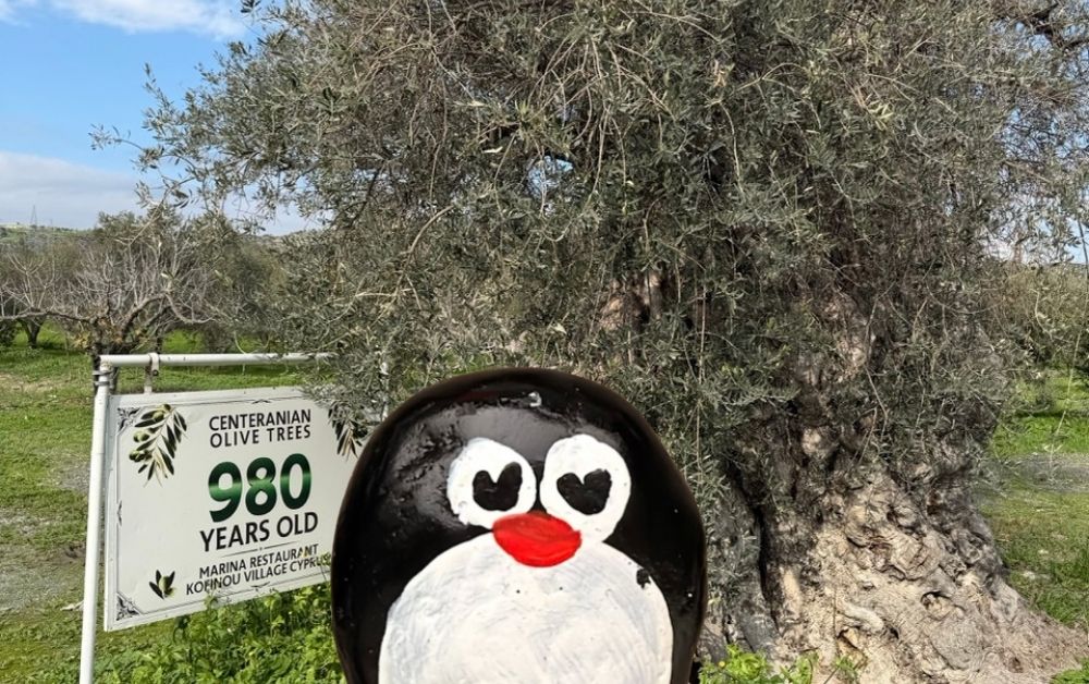 Hand-painted penguin stone #981 hidden at Centenarian Olive Tree, Kofinou, Cyprus (photo 1 of 5)