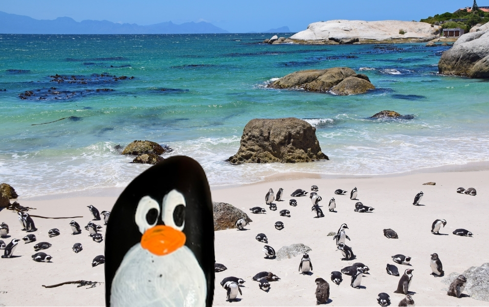 Hand-painted penguin stone #839 hidden at Boulders Beach, Simon's Town, South Africa (photo 1 of 5)