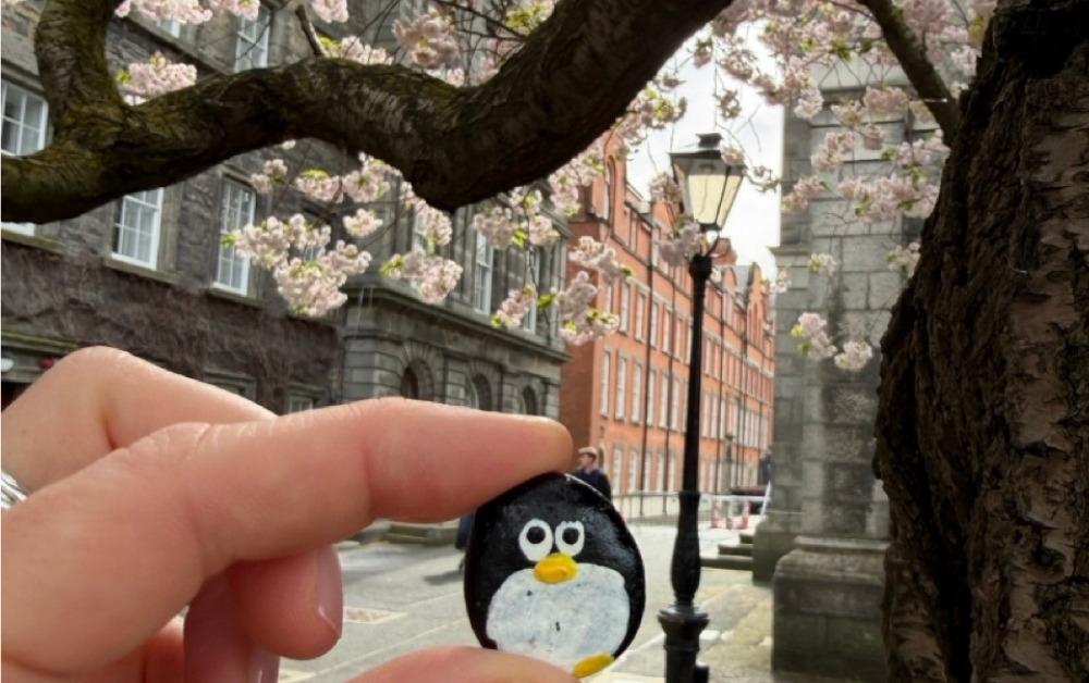Hand-painted penguin stone #1024 hidden at Trinity College, Dublin, Ireland (photo 1 of 5)