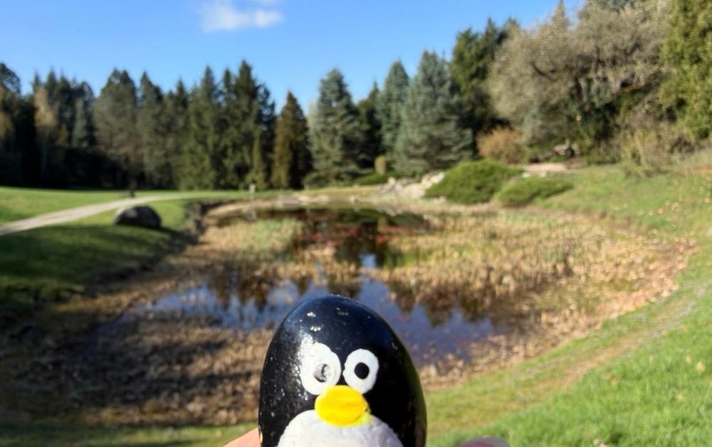 Hand-painted penguin stone #1026 hidden at Torreya nucifera, Arboretum Mlynany SAV, Slovakia (photo 1 of 5)