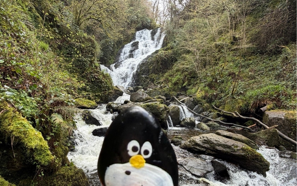 Hand-painted penguin stone #1071 hidden at Torc Waterfall, Killarney, Ireland (photo 1 of 5)