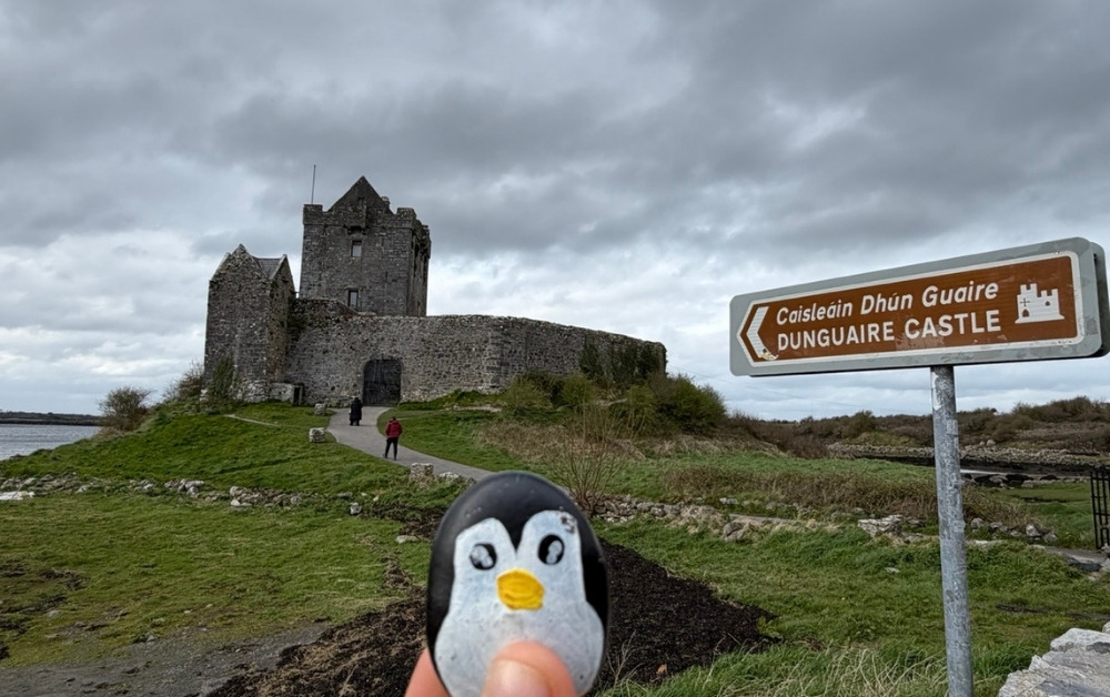 Hand-painted penguin stone #1081 hidden at Dunguaire Castle, Kinvarra, Ireland (photo 1 of 5)