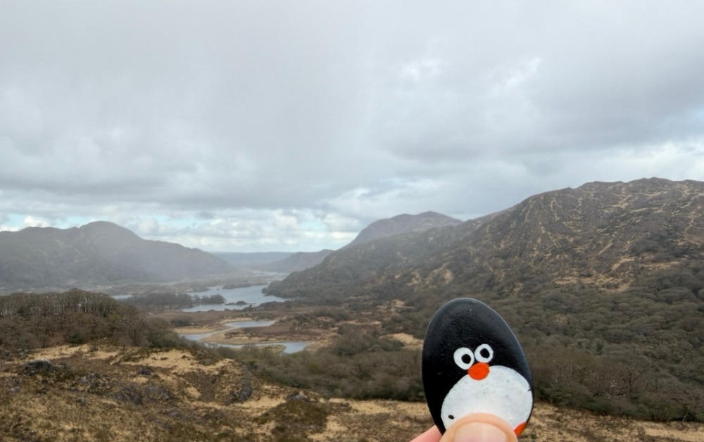 Hand-painted penguin stone #1095 hidden at Ladies' View, Ring of Kerry, Ireland (photo 1 of 5)