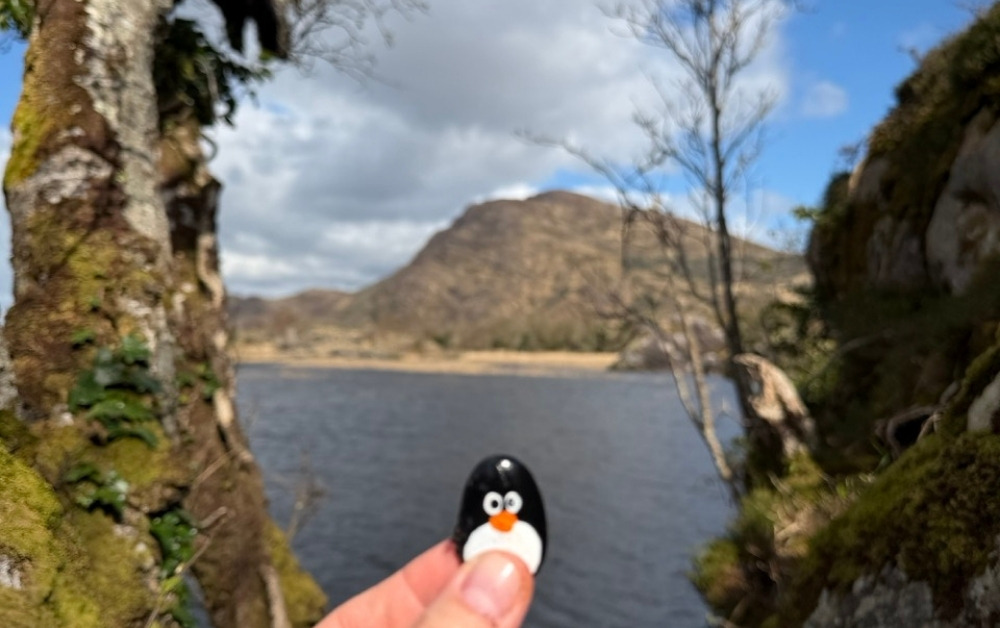Hand-painted penguin stone #1170 hidden at Upper Lake Killarney, Gortroe, Ireland (photo 1 of 5)
