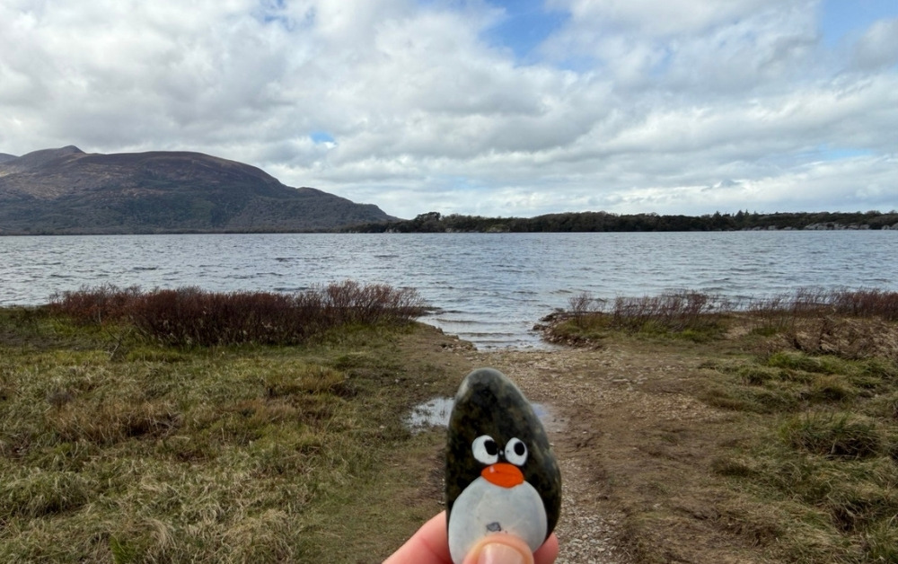 Hand-painted penguin stone #758 hidden at Muckross Lake, Killarney National Park, Ireland (photo 1 of 5)