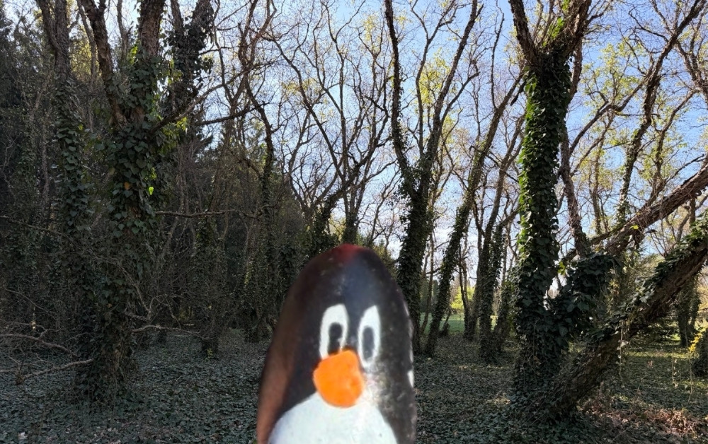 Hand-painted penguin stone #800 hidden at Tree at a crossing, Arboretum Mlynany SAV, Slovakia (photo 1 of 4)