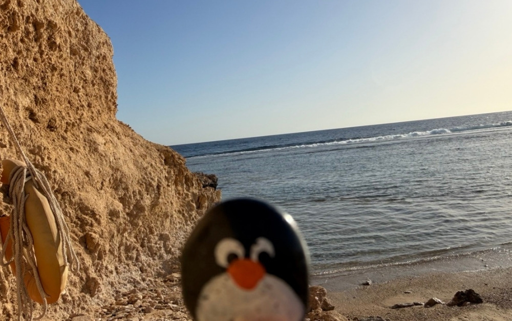 Hand-painted penguin stone #805 hidden at Rock Wall, Marsa Alam, Egypt (photo 1 of 5)