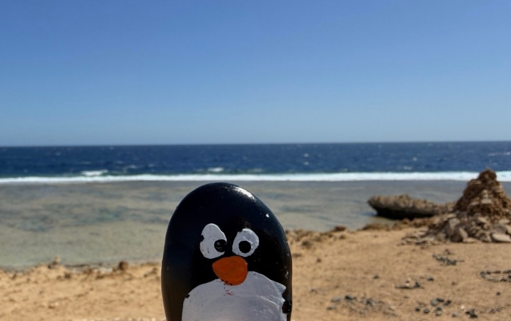 Hand-painted penguin stone #844 hidden at Hill of Memory Hearts, Marsa Alam, Egypt (photo 1 of 5)