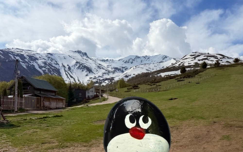 Hand-painted penguin stone #1212 hidden at Prevalla Kosove, Prevalla, Kosovo (photo 1 of 4)