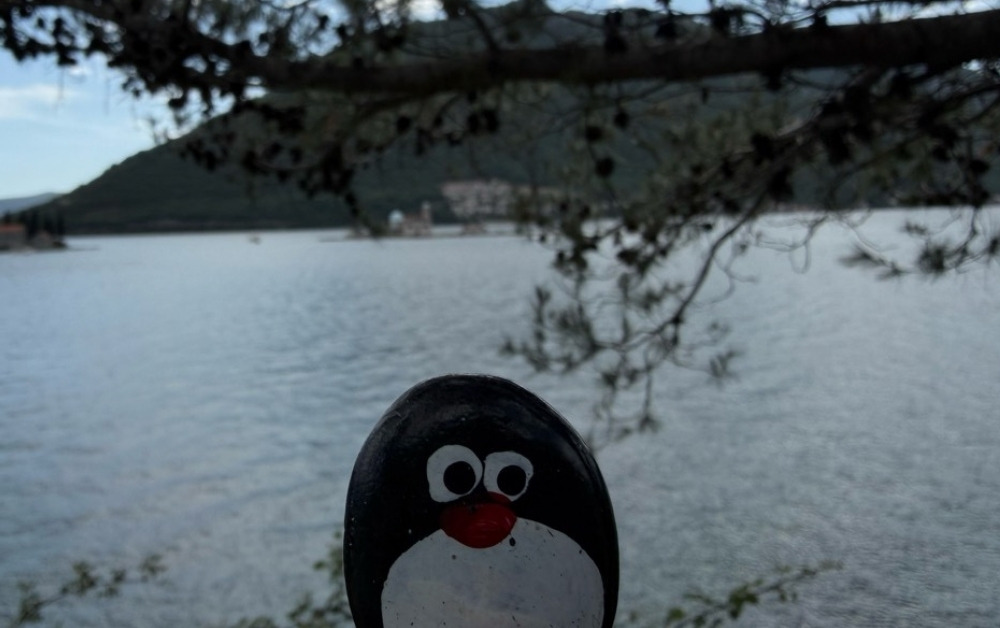 Hand-painted penguin stone #897 hidden at Tree in Parking Lot, Perast, Montenegro (photo 1 of 5)