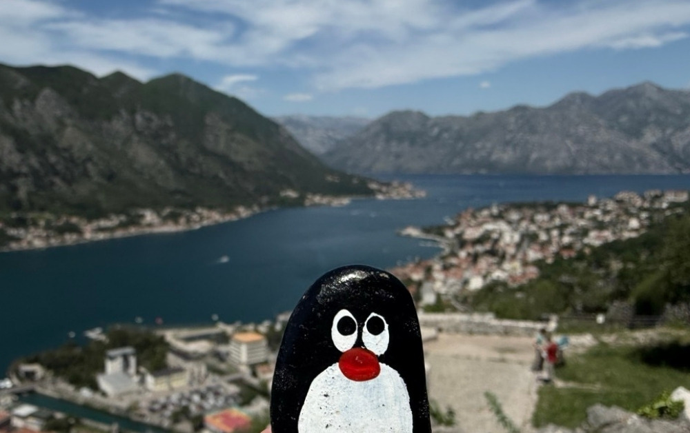 Hand-painted penguin stone #976 hidden at Old Town Road, Kotor, Montenegro (photo 1 of 5)