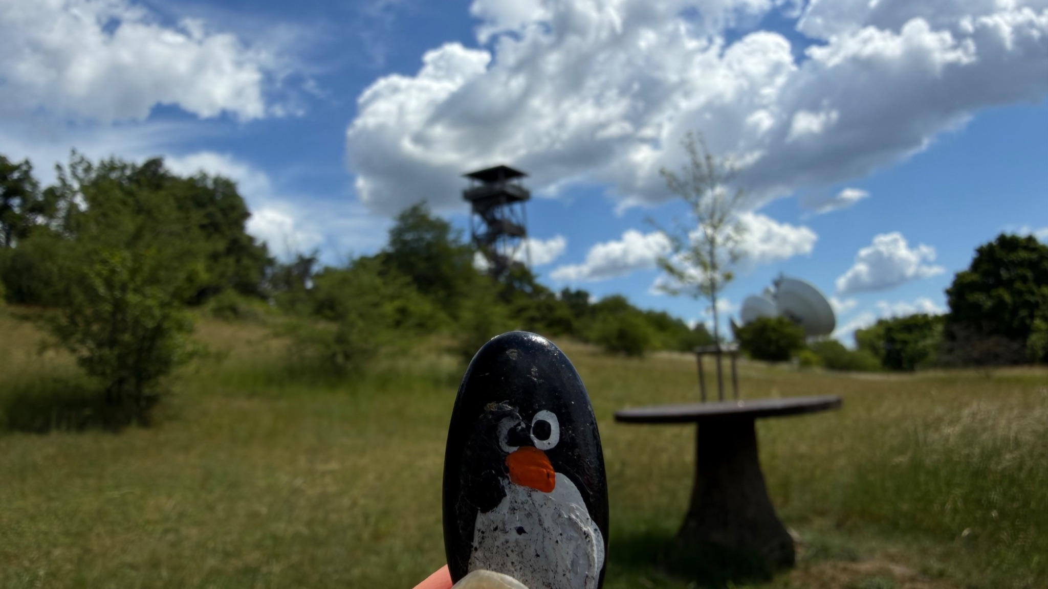 Hand-painted penguin stone #1117 hidden at Konigswarte Lookout Tower, Berg, Austria (photo 1 of 4)