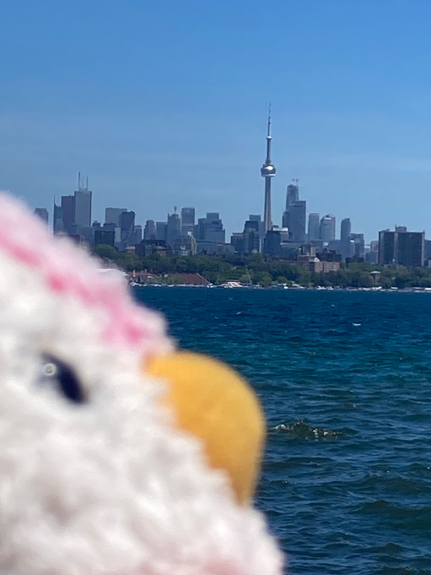 Hand-painted penguin stone #408 hidden at Sheldon's Lookout, Humber Bay Shores East, Toronto, Canada (photo 1 of 4)