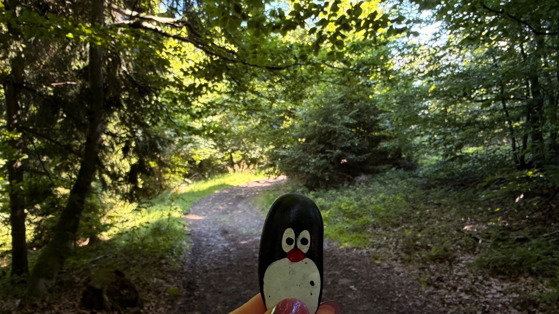 Hand-painted penguin stone #1296 hidden at Tree Trunk, Oscadnica, Slovakia (photo 1 of 5)