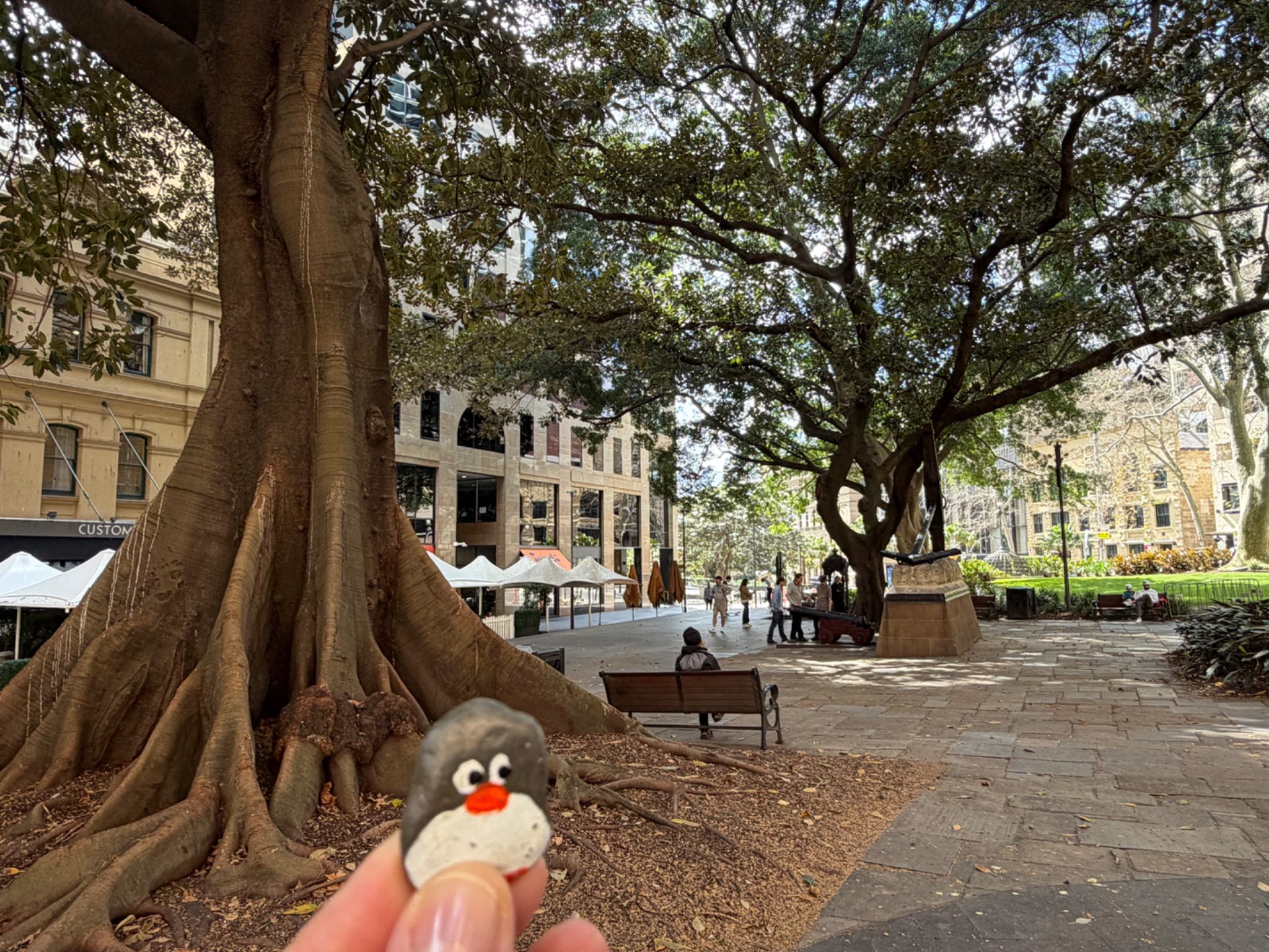 Hand-painted penguin stone #2326 hidden at Macquarie Place Park, Sydney, Australia (photo 1 of 5)