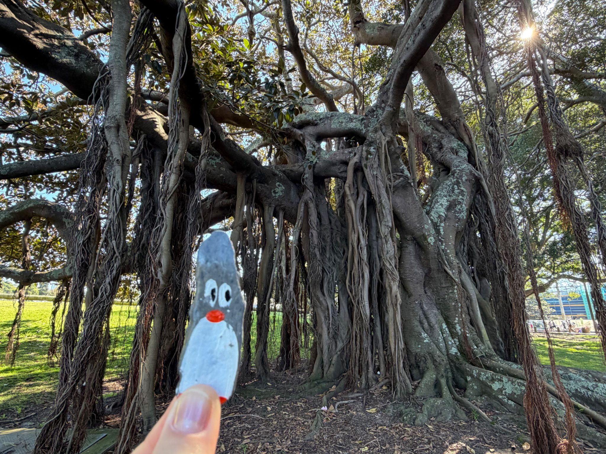 Hand-painted penguin stone #2332 hidden at Kippax Lake, Sydney, Australia (photo 1 of 5)