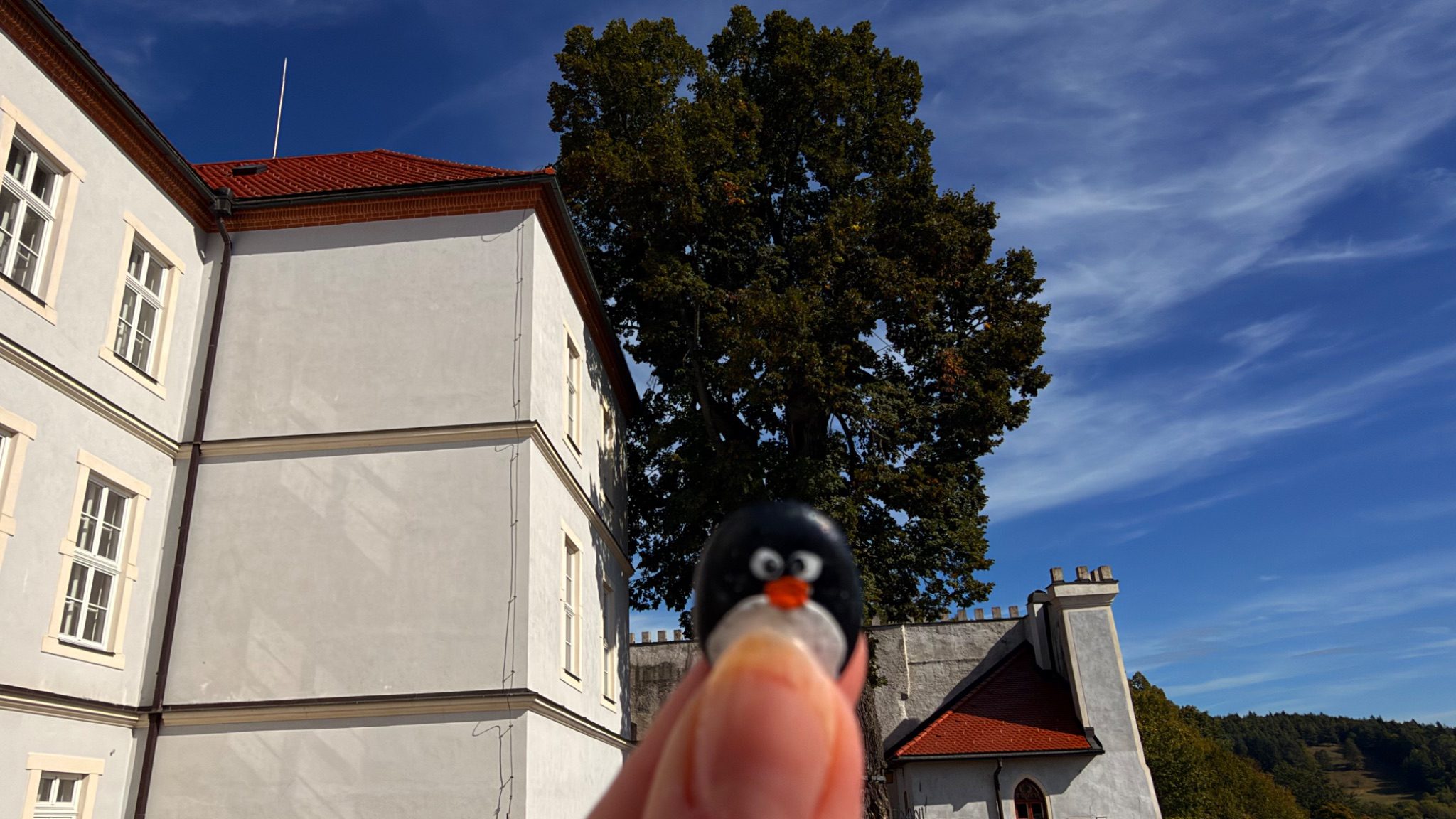 Hand-painted penguin stone #1110 hidden at 700 Year Old Tree at Lupca Castle, Slovenska Lupca, Slovakia (photo 1 of 5)
