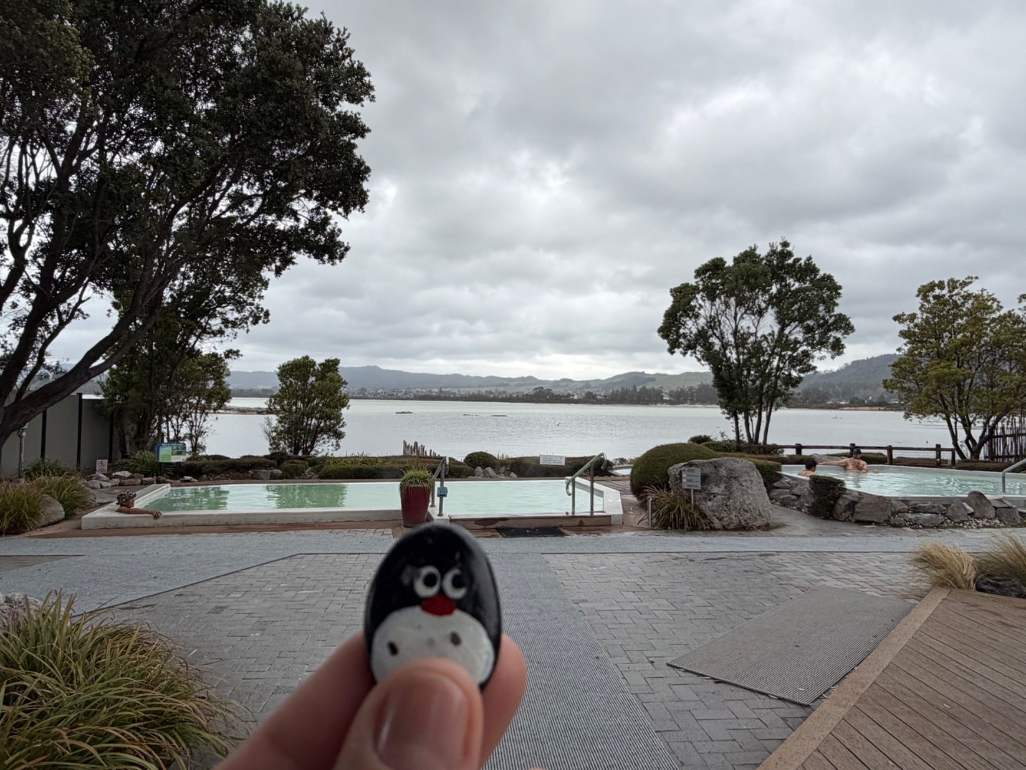 Hand-painted penguin stone #1288 hidden at Polynesian Spa, Rotorua, New Zealand (photo 1 of 5)