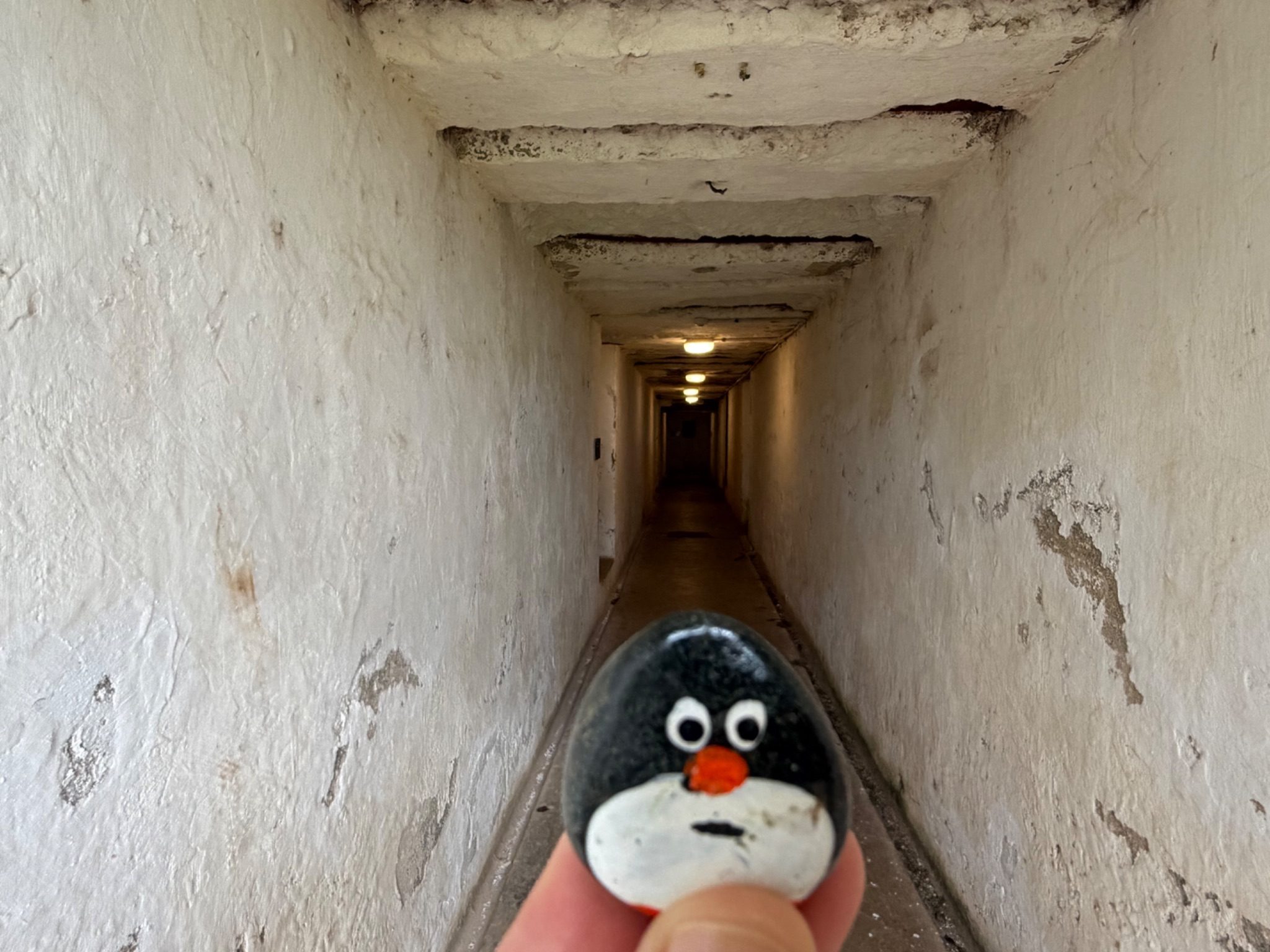 Hand-painted penguin stone #1365 hidden at Summit Battery Tunnel, Devonport-Takapuna, New Zealand (photo 1 of 4)