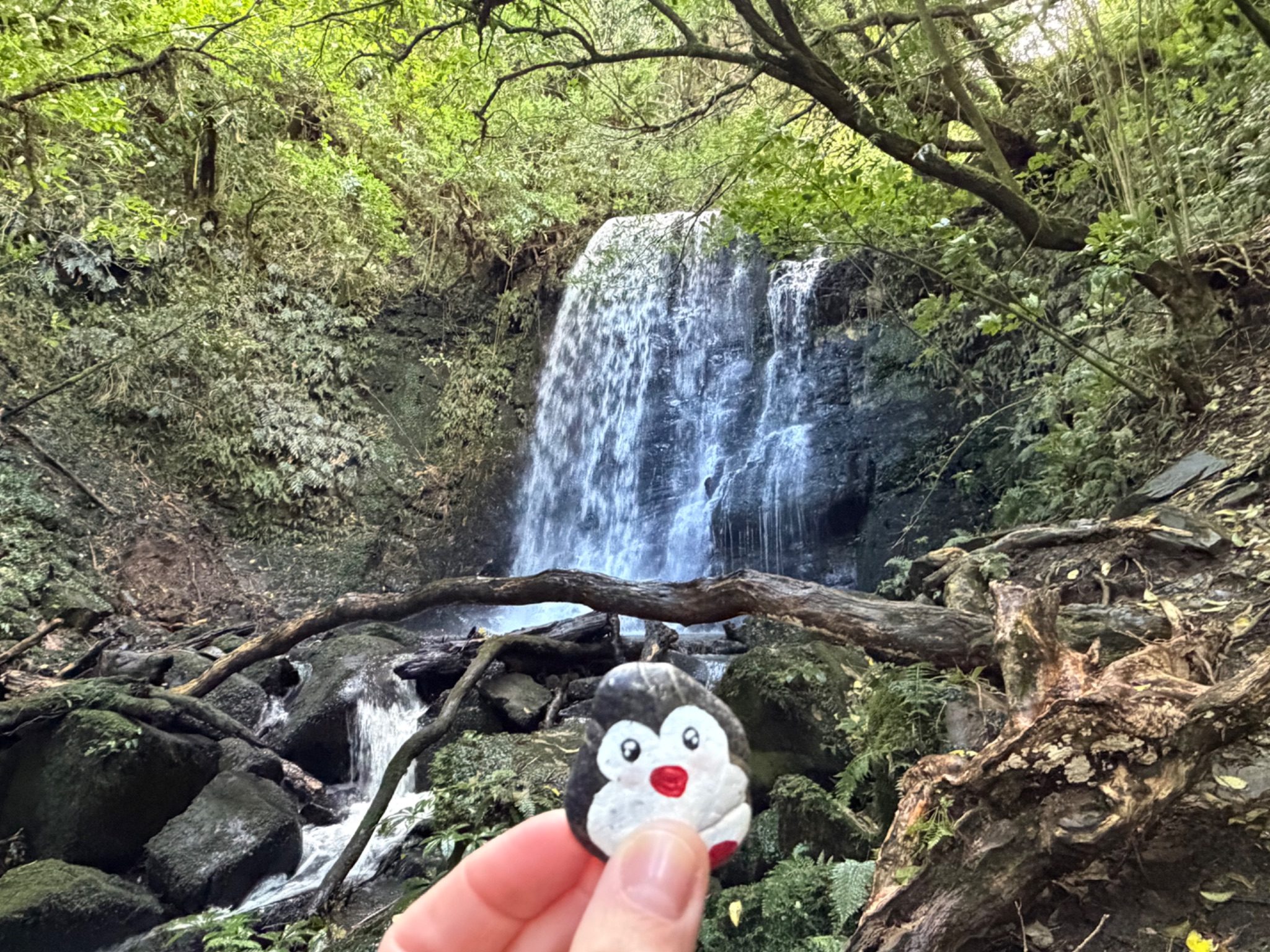 Hand-painted penguin stone #1400 hidden at Matai Falls, Caberfeidh, New Zealand (photo 1 of 5)