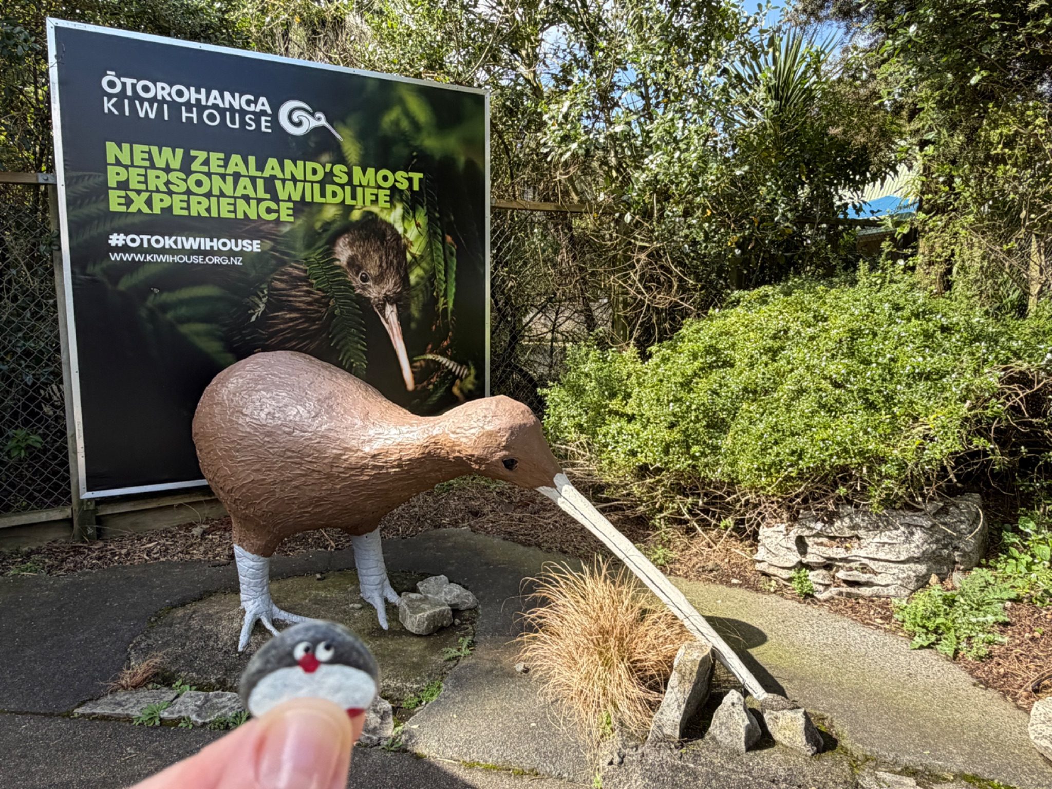 Hand-painted penguin stone #1450 hidden at Kiwi House, Otorohanga, New Zealand (photo 1 of 5)