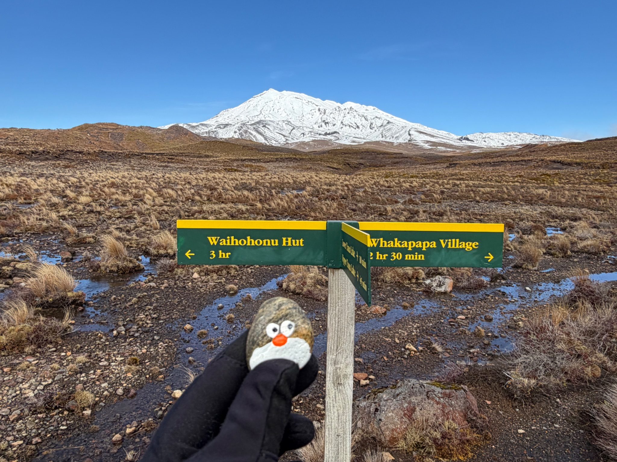Hand-painted penguin stone #1601 hidden at By the road Cromarker, Tongariro National Park, New Zealand (photo 1 of 5)