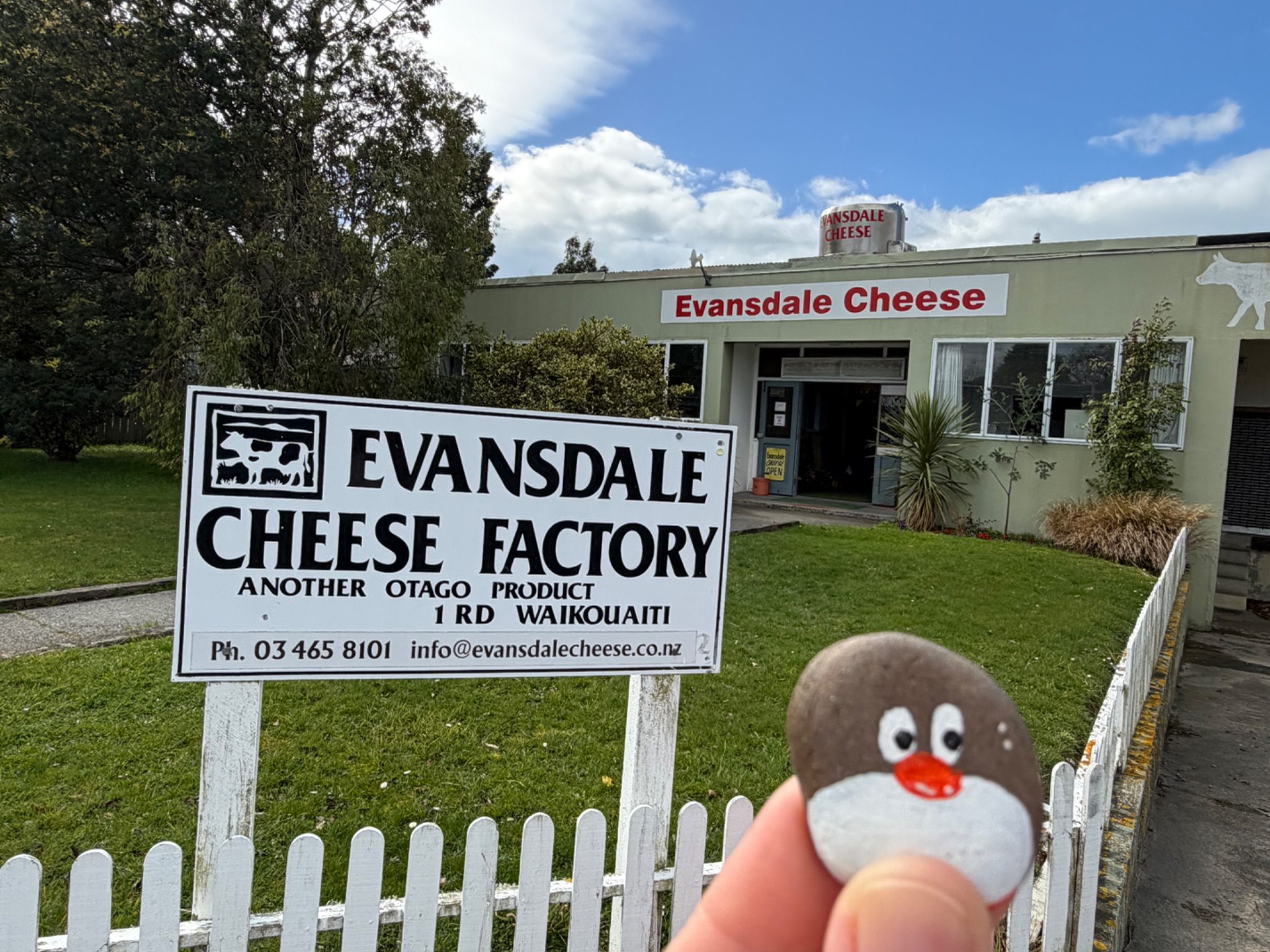 Hand-painted penguin stone #2337 hidden at Evansdale Cheese Factory, Hawksbury, New Zealand (photo 1 of 5)