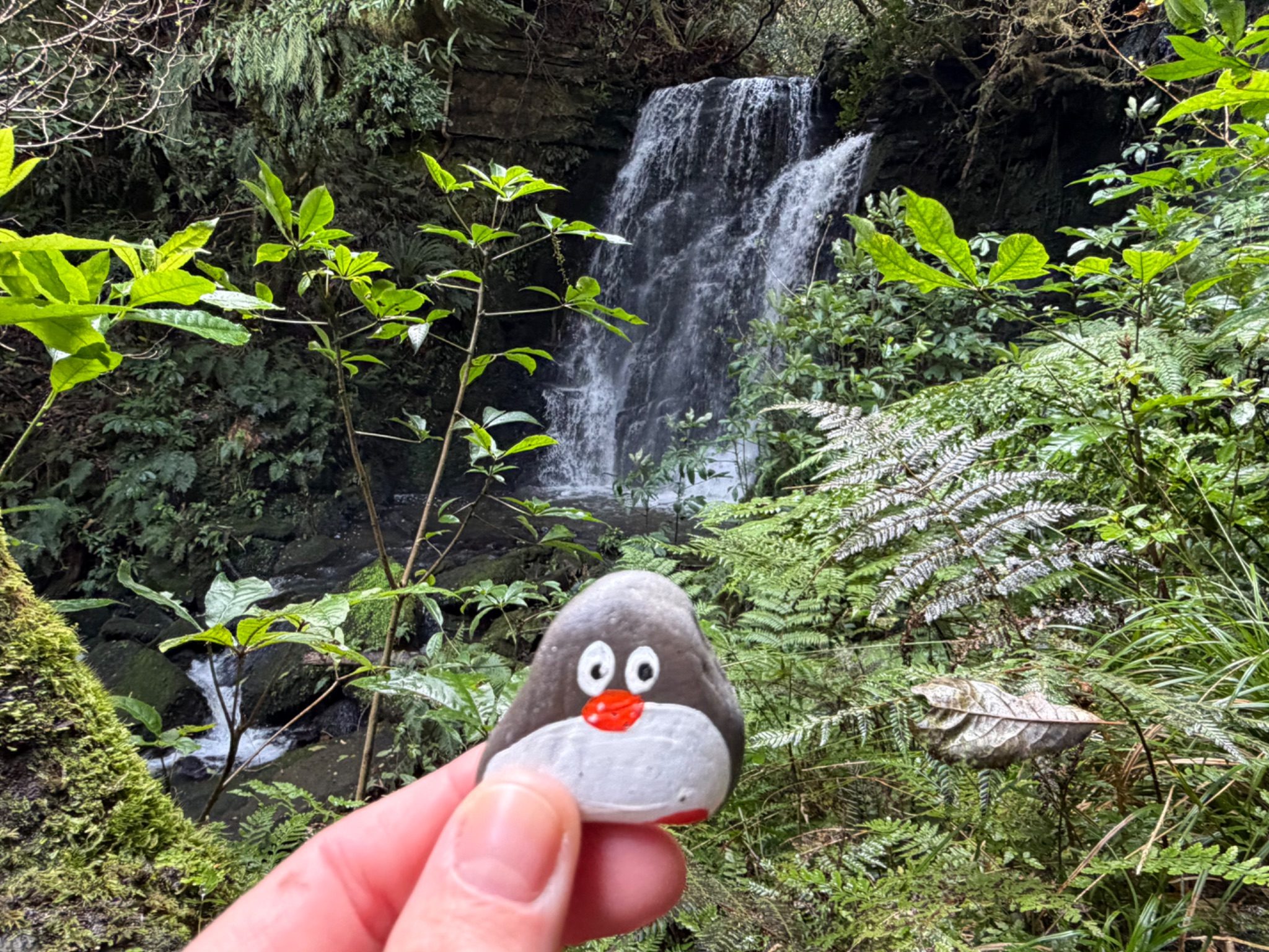 Hand-painted penguin stone #2344 hidden at Horseshoe Falls, Caberfeidh, New Zealand (photo 1 of 5)