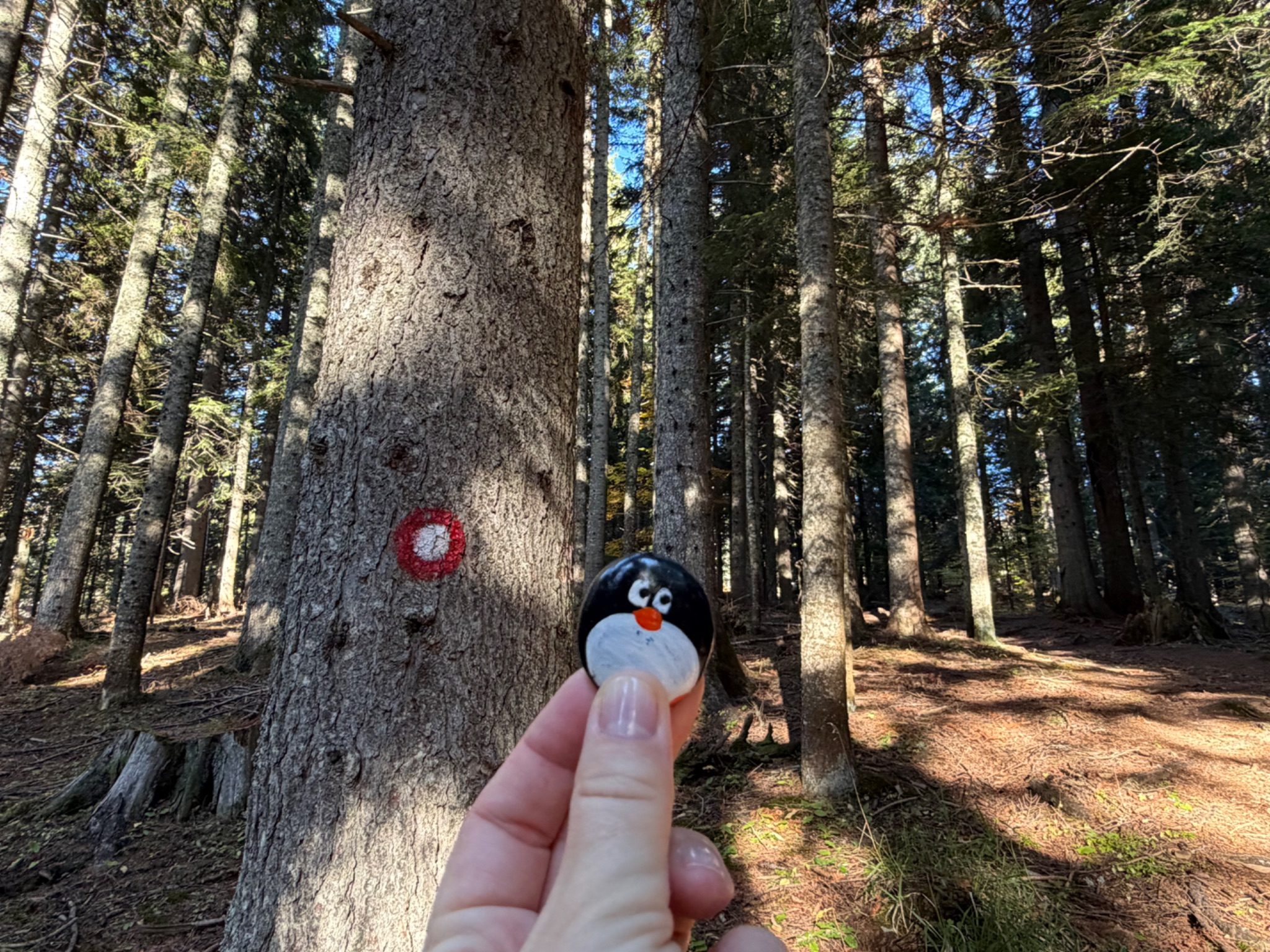Hand-painted penguin stone #1549 hidden at Parking Barno, Durmitor NP, Montenegro (photo 1 of 5)