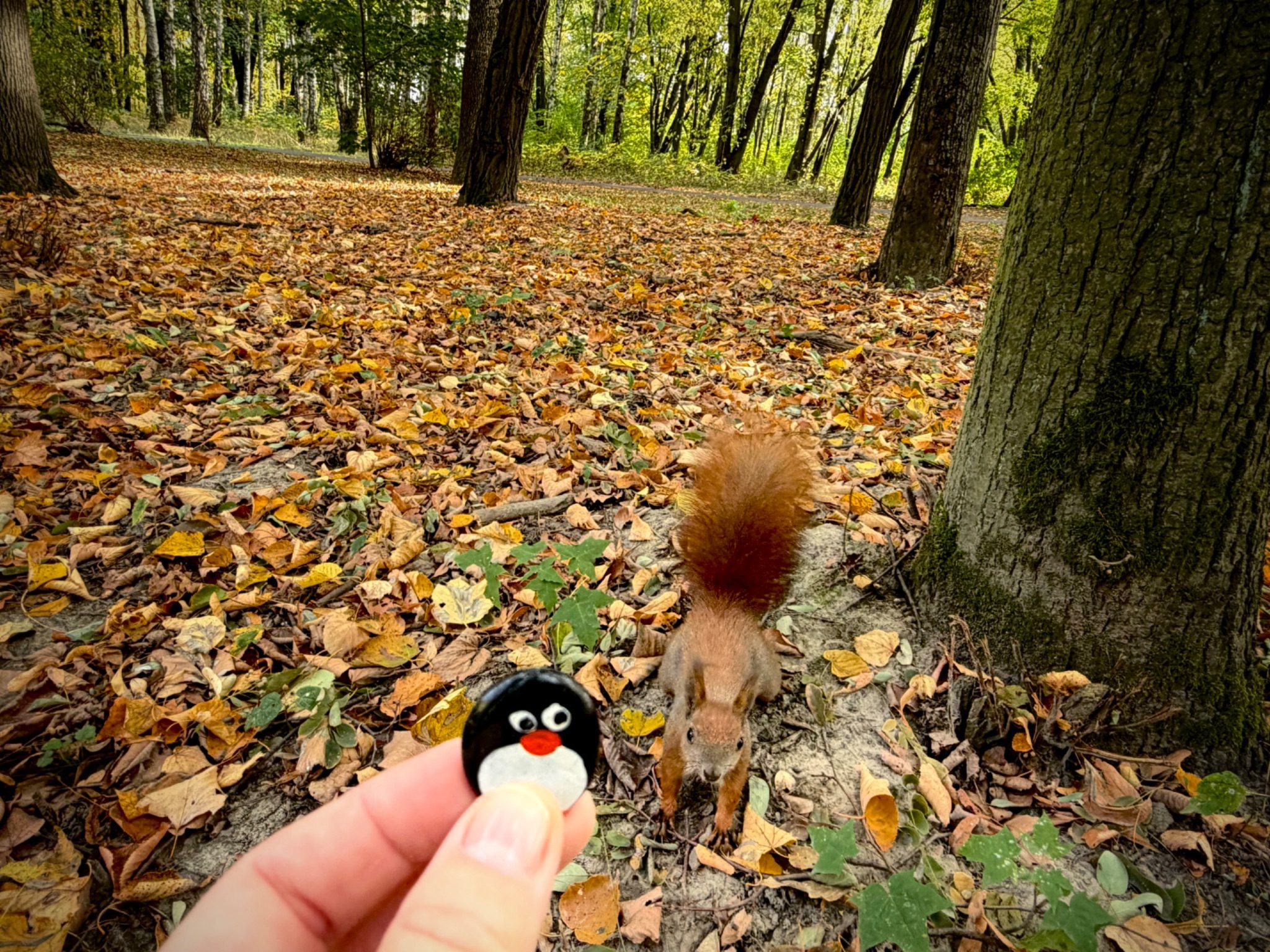 Hand-painted penguin stone #1570 hidden at Wiewiorki , Krakow, Poland (photo 1 of 5)