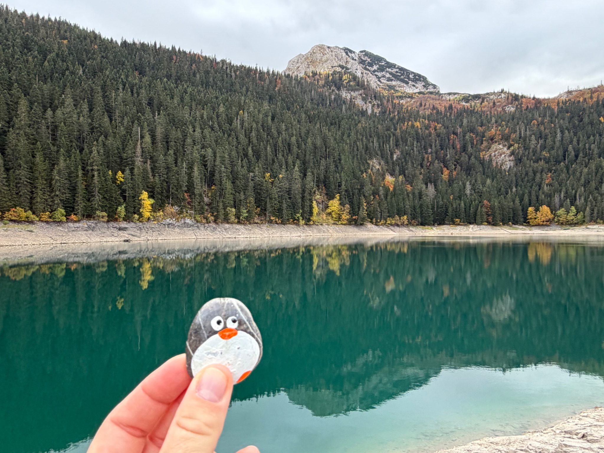 Hand-painted penguin stone #1875 hidden at Black lake, Durmitor NP, Montenegro (photo 1 of 5)